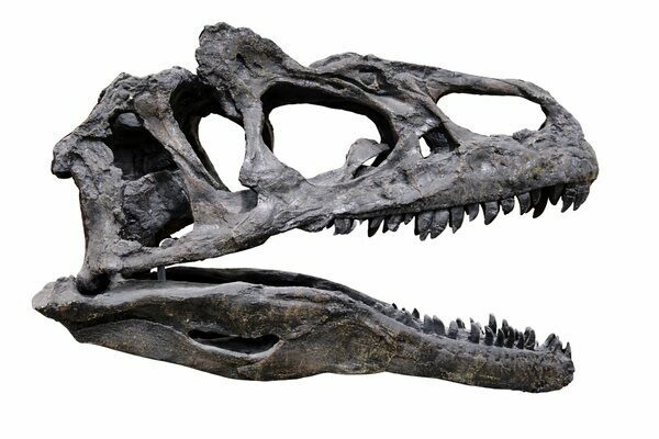 A cast of an Allosaurus skull.